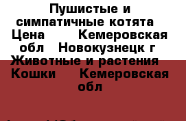 Пушистые и симпатичные котята › Цена ­ 1 - Кемеровская обл., Новокузнецк г. Животные и растения » Кошки   . Кемеровская обл.